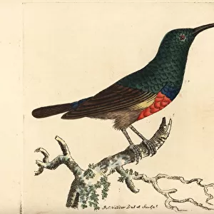 Greater double-collared sunbird, Cinnyris afer