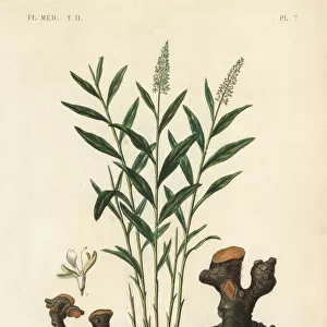 Greater galangal or Thai galangal, Alpinia galanga