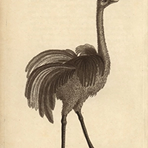 Greater rhea or American ostrich, Rhea americana