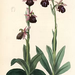 Greek orchids