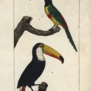 Green-billed or red-breasted toucan, Ramphastos