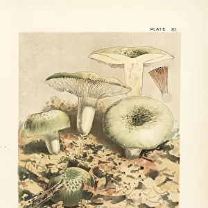 Green brittlegill mushroom, Russula virescens