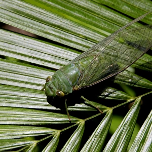 Green Cicada, which is active around dusk, in daytime