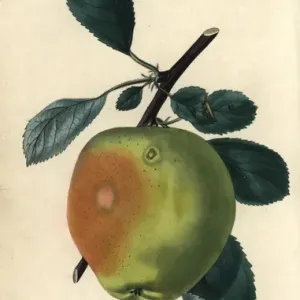 Manx Codlin Apple Print, 1829 Manx Codlin Apple Print, 1829