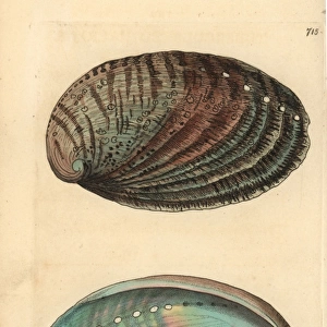 Green ormer sea snail or abalone, Haliotis tuberculata