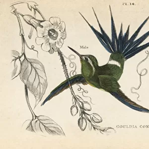 Green thorntail, Discosura conversii