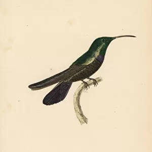 Hummingbirds Collection: Green Throated Carib