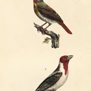 Green-winged pytilia and red-cowled cardinal