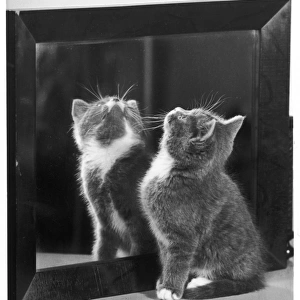 Grey Kitten and Mirror