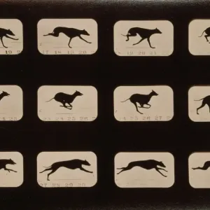 Greyhound in Motion Print, c1881 Greyhound in Motion Print, c1881