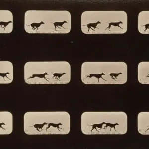 Consecutive Images of Greyhounds in Motion Print, c1881 Consecutive Images of Greyhounds in Motion Print, c1881