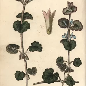 Ground ivy, Glechoma hederacea, Gymnospermia