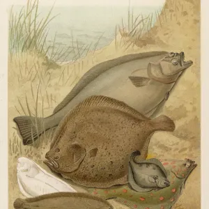 Flounder
