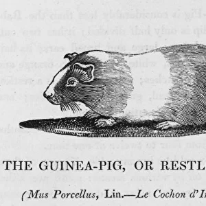 Guinea Pig (Bewick)
