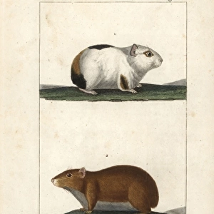 Guinea pig, Cavia porcellus, and rock cavy