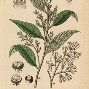 Gum benjamin tree, Styrax benzoin