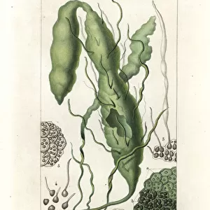 Gutweed or grass kelp, Ulva intestinalis