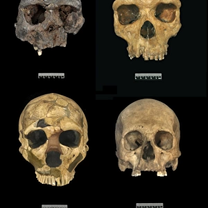 H. erectus, H. heidelbergensis, H. neanderthalensis, H. sapi