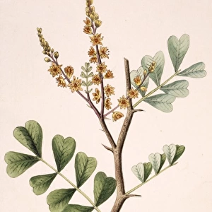 Haematoxylum campechianum, bloodwood tree