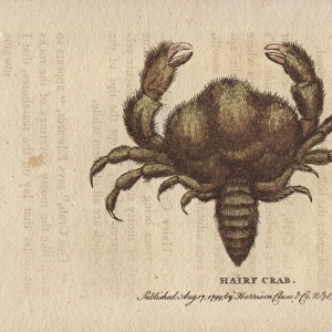 Hairy crab, Pilumnus hirtellus