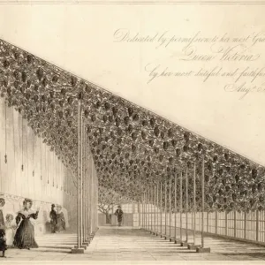 Hampton Court Print: The Great Vine Hampton Court Print: The Great Vine