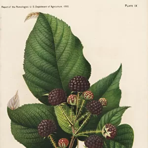 Hannibal raspberry, Rubus idaeus