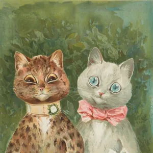 Popular Themes Greetings Card Collection: Cat