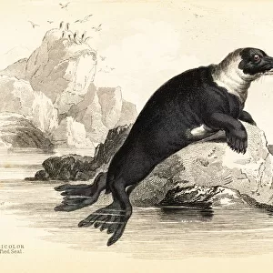 Harbour seal, Phoca vitulina