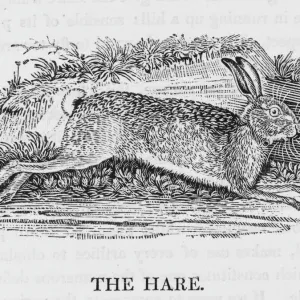 Hare Print (Bewick) lepus timidus