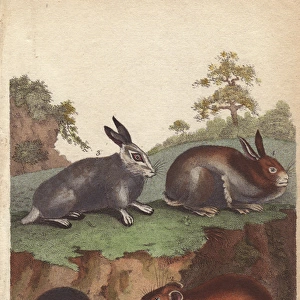 Hares and hooded rabbit, Oryctolagus cuniculus