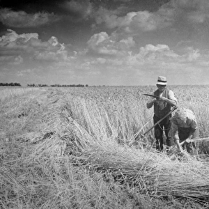 Harvesting 1930S