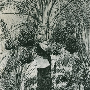Harvesting of Tunisian dates