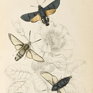 Three Hawk Moths