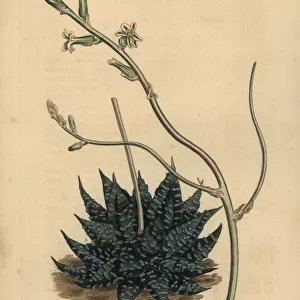 Haworthia minor or Tulista minima