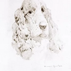 Head of a Spaniel by Harry Rountree