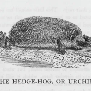 Europe's Common Hedgehog Print Europe's Common Hedgehog Print