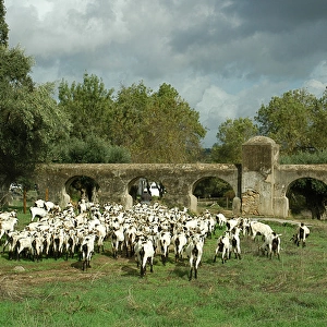 Herder, goats and roman aqueduct. Valverde, near Evora. Port