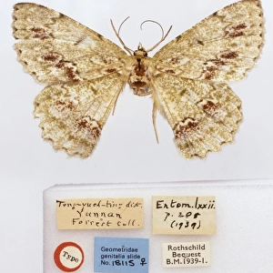 Herochroma mansfieldi, moth
