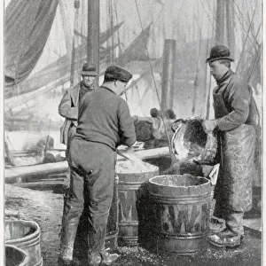 Herring Fishery on the East Coast 1902