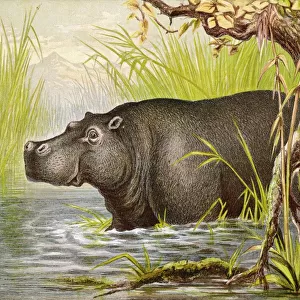 Hippopotamus (Kronheim)