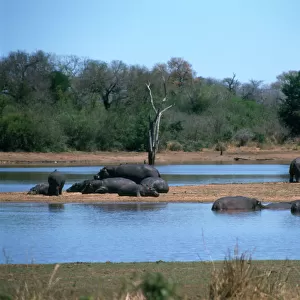 Hippos in Kruger National Park, South Africa