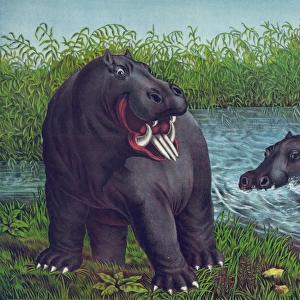 The hippototamus