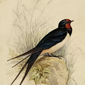 Swallows And Martins Collection: Barn Swallow