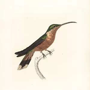 Hummingbirds Collection: Hispaniolan Emerald