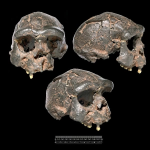 Homo erectus, Java Man cranium (Sangiran 17)