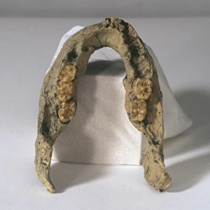 Homo erectus mandible (SK 15)