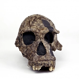 Homo habilis cranium (KNM - ER 1813)