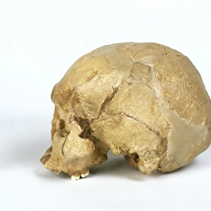 Homo sapiens cranium (Wadjak 1)