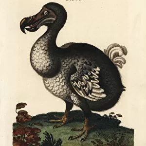 Hooded dodo, Raphus cucullatus, extinct flightless bird