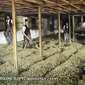 Hops in Cooling Loft, Boughton-under-Blean, Kent